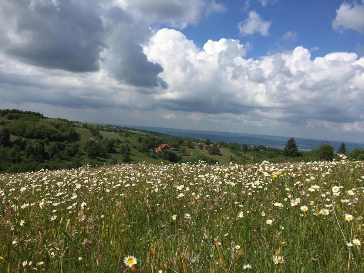 Rose Hip Hill Farm Panzió Hármaspatak Kültér fotó