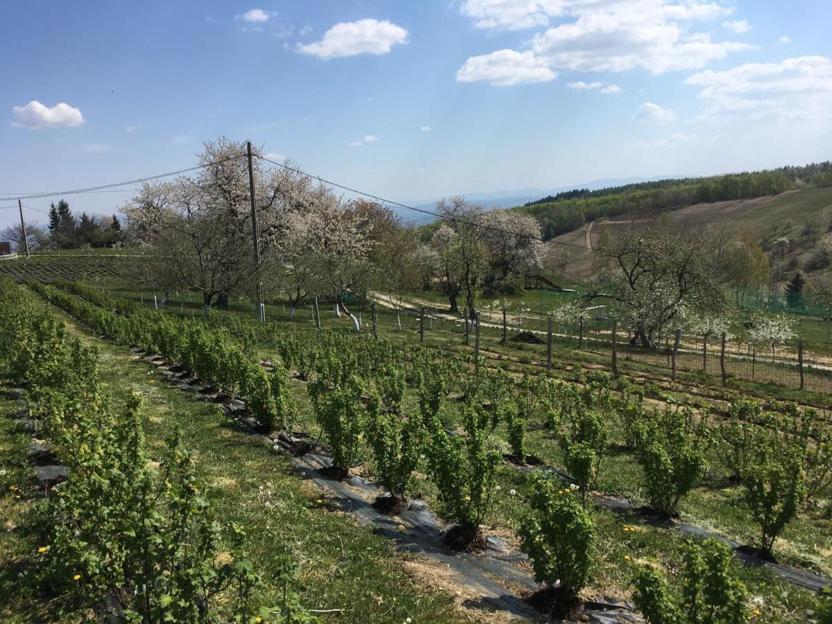 Rose Hip Hill Farm Panzió Hármaspatak Kültér fotó
